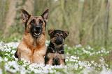 BERGER ALLEMAND 1061